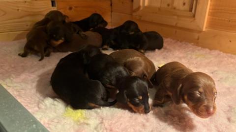 A litter of black and brown dachshund puppies lie on a woolly floor. One brown puppy on the right appears to be trying to walk toward the camera.