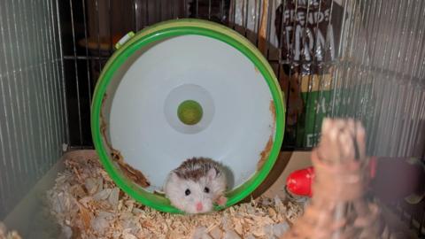 Ivana the hamster sitting on her wheel