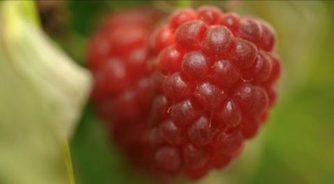 A bright red berry close up