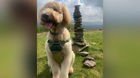A picture of a dog standing in front of a large pile of stones