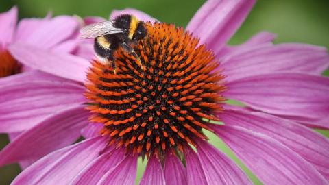 Close-up of a bee gathering pollen on the bloom of a purple echinacea flower