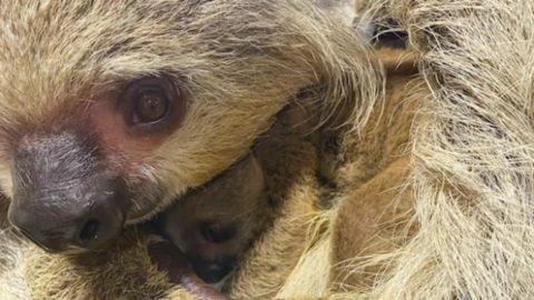 Baby sloth and its mother. 