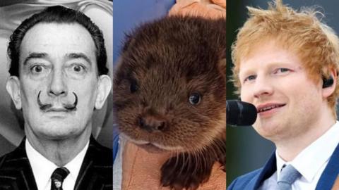 Three images edited together. On the left is a blak and white picture of Salvador Dali, in the centre is ab otter pup's face and on the right is Ed Sheeran singing into a microphone
