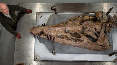 Man standing to the left of a giant skull fossil laid out on a metal table.