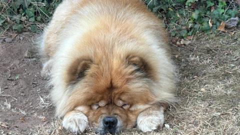 A brown and white dog lying down on a path with its eyes closed.