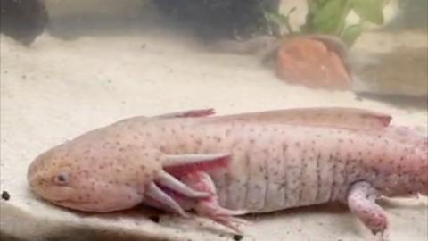 A pink axolotl in the water lying in creamy white-coloured sand.