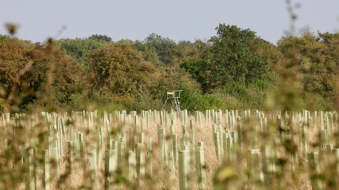 A large number of plastic casing around saplings in the foreground with at scaffolding structure in front of mature trees