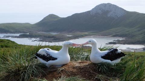 Birds on a nest overlooking a body of water, with mountains in the background.