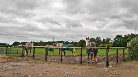 Four white and grey horses stand in a field behind a fence. Two have green coats on and one has on a purple coat. Above them the sky is grey and full of clouds. Three of the horses are looking straight at the camera