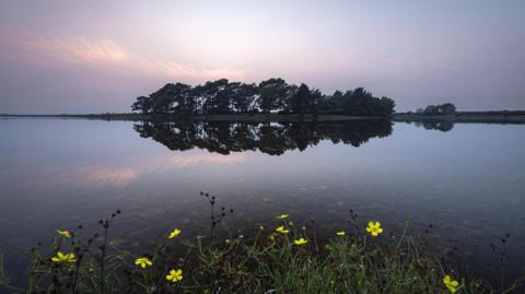 Yellow flowers in the foreground look out onto a body of water - tinged with pink from the reflecting sun above - with a small island containing several trees sitting in the centre. 