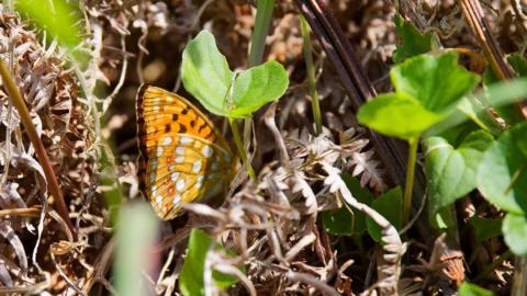 Pili pala High Brown Fritillary
