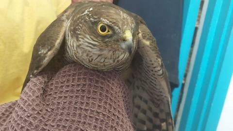 The injured sparrowhawk on a blanket