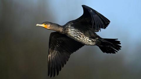 A cormorant - a black bird with a grey body and yellow markings on his head - is flying across the picture from the bottom right. The background is blurry.