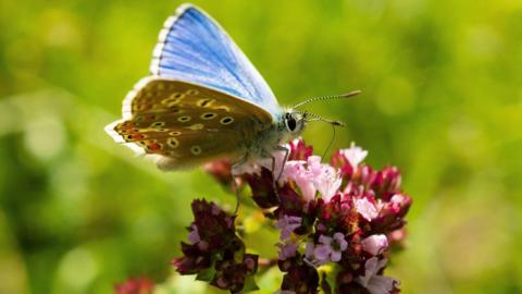 A blue butterfly standing on red and pink flowers.