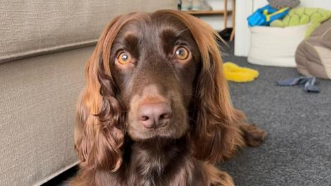 A conker brown coloured dog with amber eyes lies down and looks at the camera