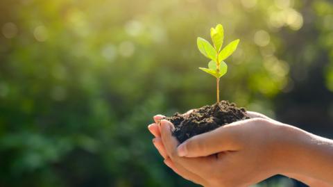 Close up of hands holding a tiny tree plant