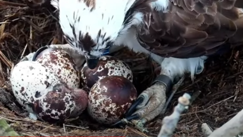 A webcam view of the nest with four speckled brown and white eggs. One is starting to hatch and the adult osprey can ben seen leaning in to it with its talons close to an unhatched egg.