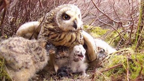 Short-eared owl with some babies.
