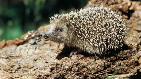 A hedgehog sitting on a log.