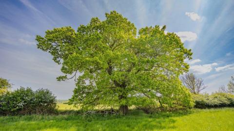 A large oak tree in a field