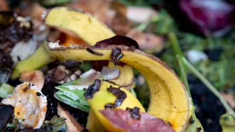 A pile of rotting vegetables with a banana skin in the foreground