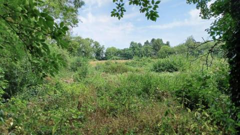 Wildlife plot behind 127 Peasehill