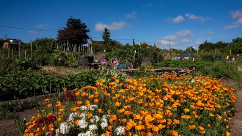 WEDNESDAY - Bright orange flowers in the foreground with a green allotment behind under blue skies in Wheatley