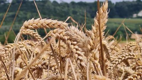 Wheat growing in a field 