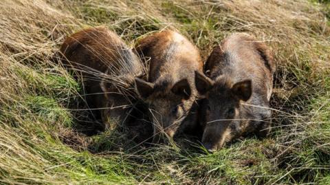 Three little brown pigs lying and huddled next to each other in a field of long grass.