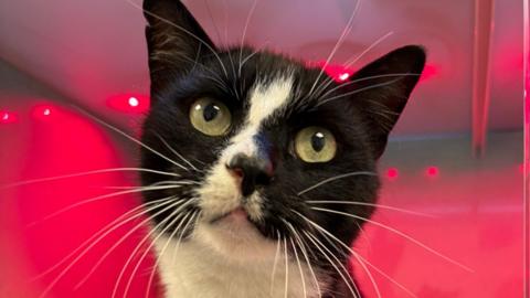 A black and white cat looks up towards the camera with long white whiskers.