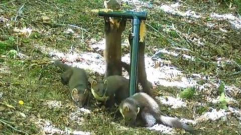 Pine martens are gathering around a green pole on a hill.