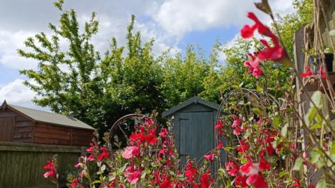 Red flowers in front of two sheds with trees and cloudy sky behind