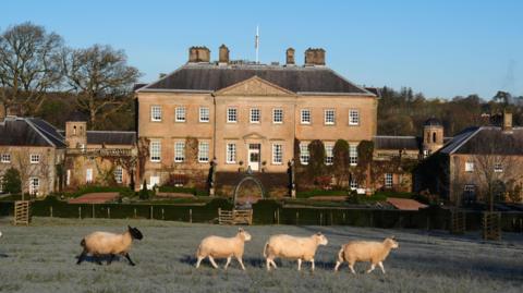 A large country estate on a bright, sunny day. Four sheep are walking across the grass in front of it. 