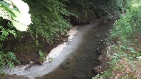 A small brook with vegetation on each bank is pictured with a white creamy and frothy substance mixed in it. 