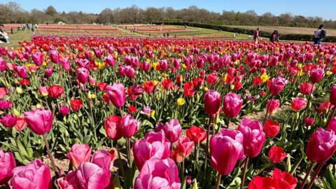 Pink and red tulips spread out across the image with people visible walking around them in the distance.