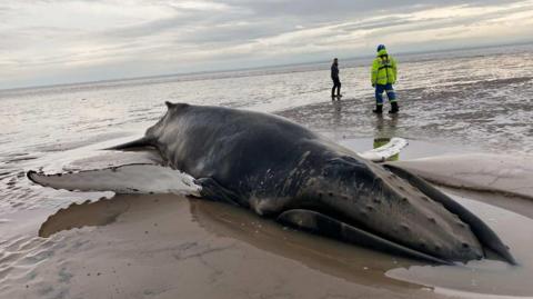 A large humpback whale is stuck in sand on the Solway shoreline with two people standing behind it