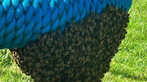 A close up picture of a large swarm of bees on a blue basket swing in Liskeard. 
