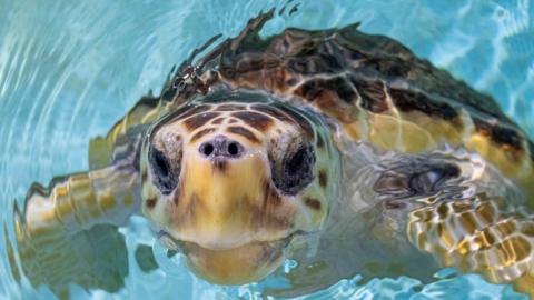 Loggerhead turtle, Nazare, swimming with its face pointed to the camera. It  is yellow and brown. All the algae from its body, as seen in previous pictures, has been removed.