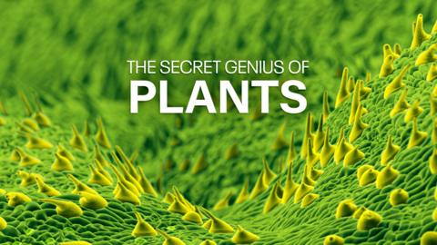 The Secret Genius of Plants