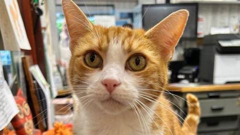 An orange and white cat looks into the camera, it is sitting in an office with a desk visible behind it