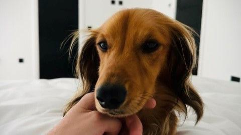 Gustav the daschund sits on a bed that has white sheets on it. A hand is stroking the underneath of his chin 