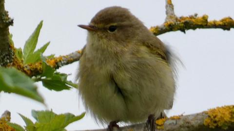 A small bird with yellow and dark yellow feathers sits in a tree.
