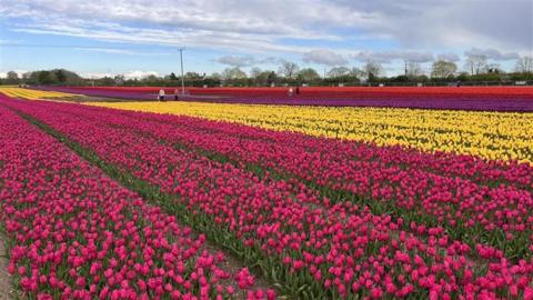 Rows of pink, yellow, purple and red tulips, with some people wandering among them.