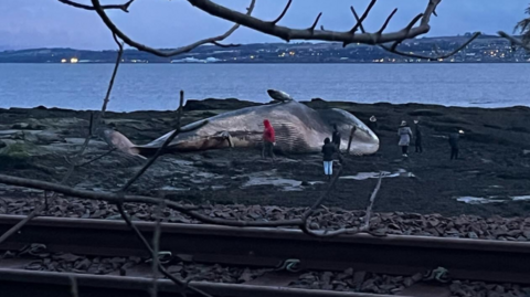 The fin whale on the beach at Culross