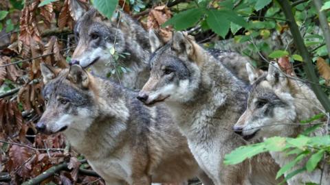 A pack of four wolves in a forest.