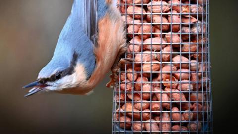 A blue and orange bird upside-down on a bird feeder