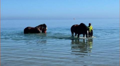 Two horses are led through the shallows on Douglas beach