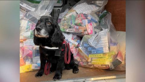 A black dog sits in the back of a van surrounded by large bags of disposable vapes 