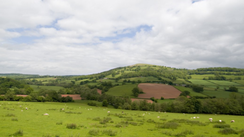 General view of farming country in rural Britain. Rolling green fields and trees can be seen on the horizon. Sheep are grazing in a field.