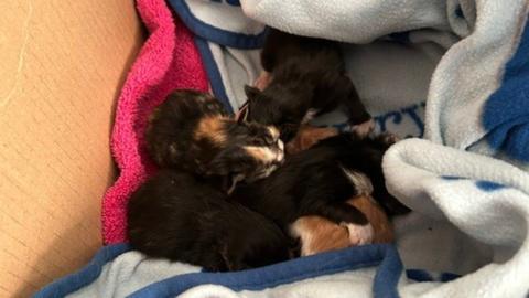 Box and scrunched up grey and pink blanket with black and brown kittens cuddled up together